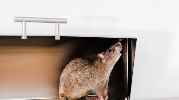 Rats dans les locaux : protéger votre matériel informatique des dégâts potentiels !